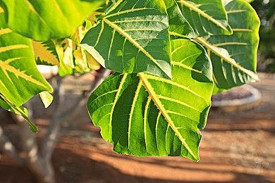 美少女卡牌游戏《幻日夜羽：蜃景努玛梓》明年上市